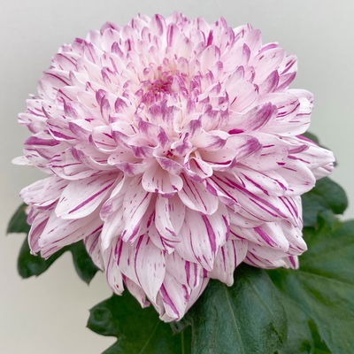 Chrysantheme 'Chrysanne® Zembla Next Art', gesprenkelt, Topf-Ø 13 cm, 6 Pflanzen
