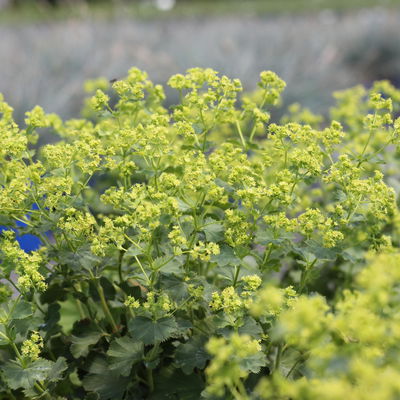 Frauenmantel, grün-gelb, Topf 11x11 cm, 3 Pflanzen Frauenmantel, grün-gelb, Topf 11x11 cm, 3 Pflanzen