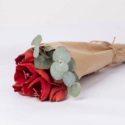 Amaryllis 'Liberty' weihnachtsrot und Eukalyptus, inkl. gratis Grußkarte Amaryllis 'Liberty' weihnachtsrot und Eukalyptus, inkl. gratis Grußkarte