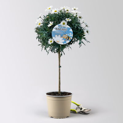 Margerite 'Beejou', weiß, Stamm, Topf-Ø 19 cm