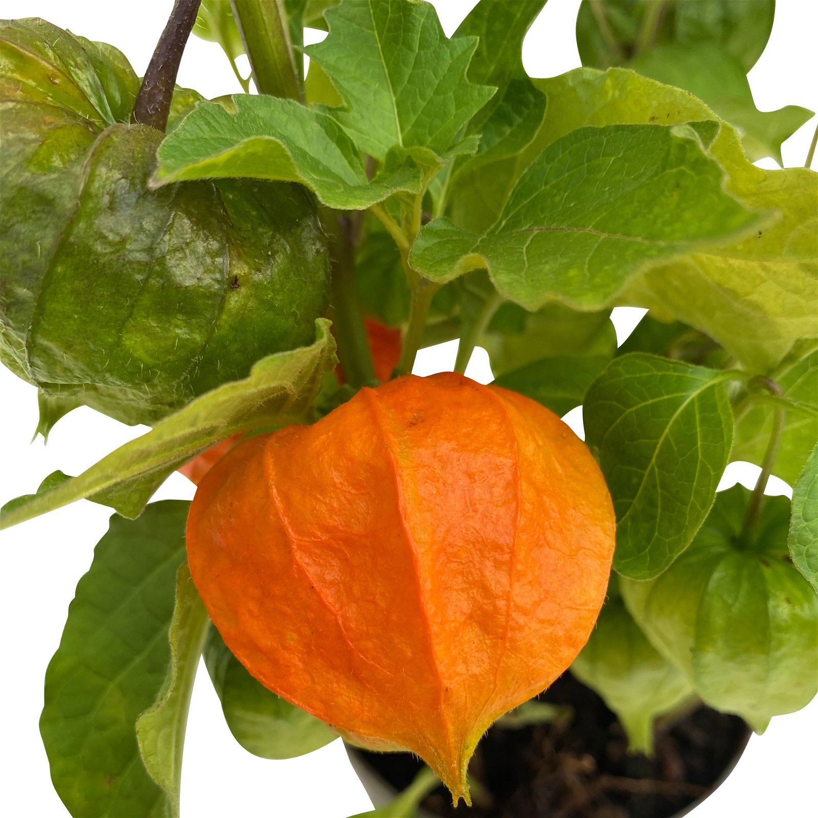 Lampionblume orange, Topf-Ø 13 cm, 3 Stück