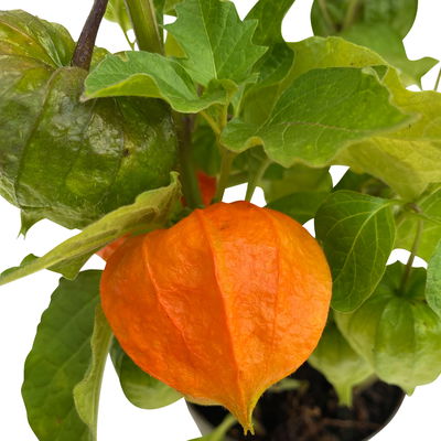 Bio Lampionblume, orange, Topf 11x11 cm, 3 Pflanzen Bio Lampionblume, orange, Topf 11x11 cm, 3 Pflanzen