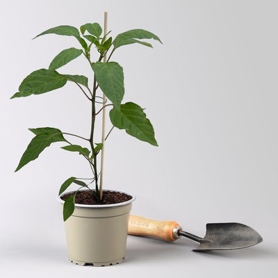 Bio Peperoni 'Diavoletto', Topf-Ø 12 cm, 3 Pflanzen