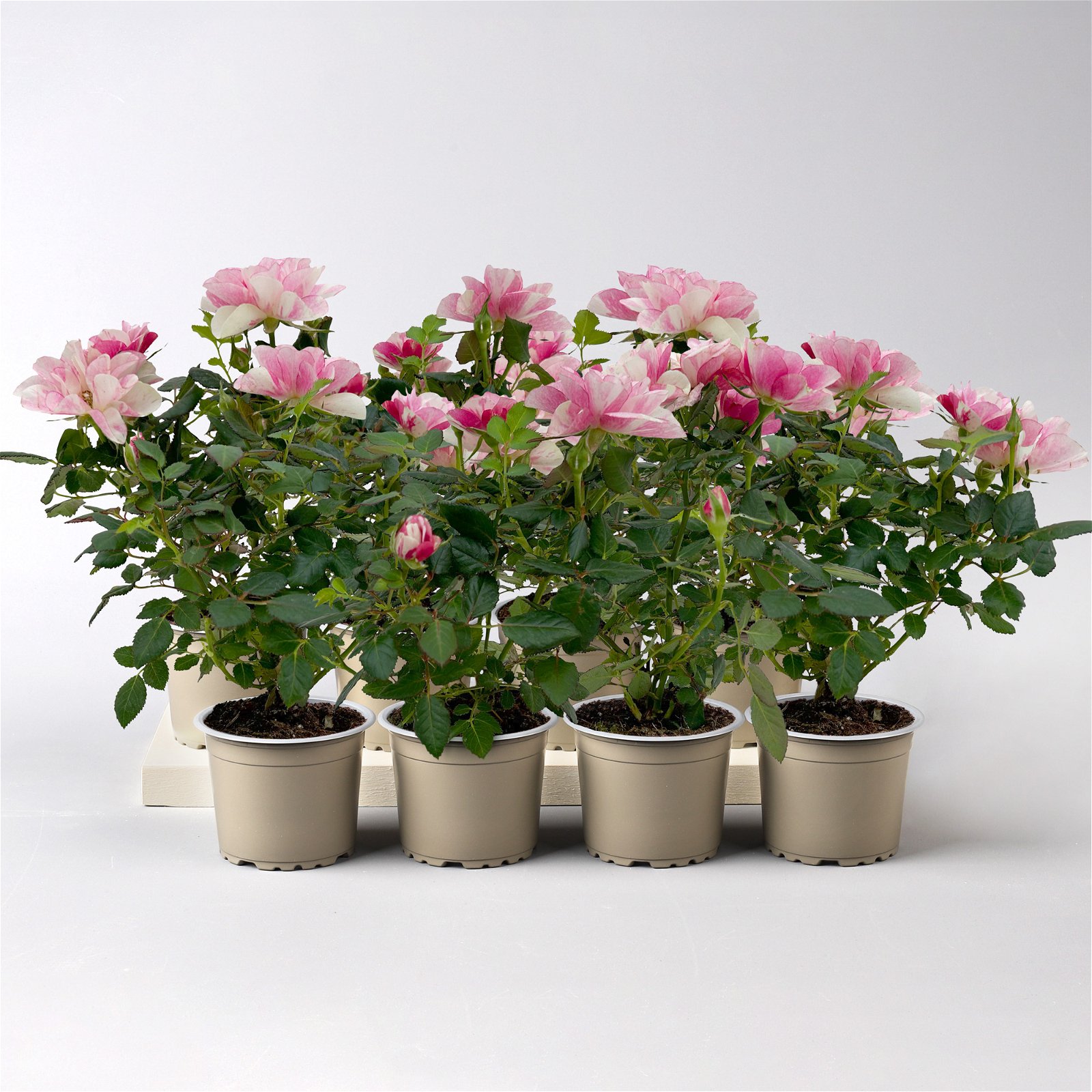 Rose 'Pia' rosa-weiß, Mini, Topf-Ø 7 cm, 8er-Set