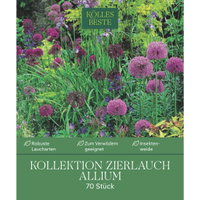 Zierlauch-Kollektion 70 Alliumzwiebeln Zierlauch-Kollektion 70 Alliumzwiebeln