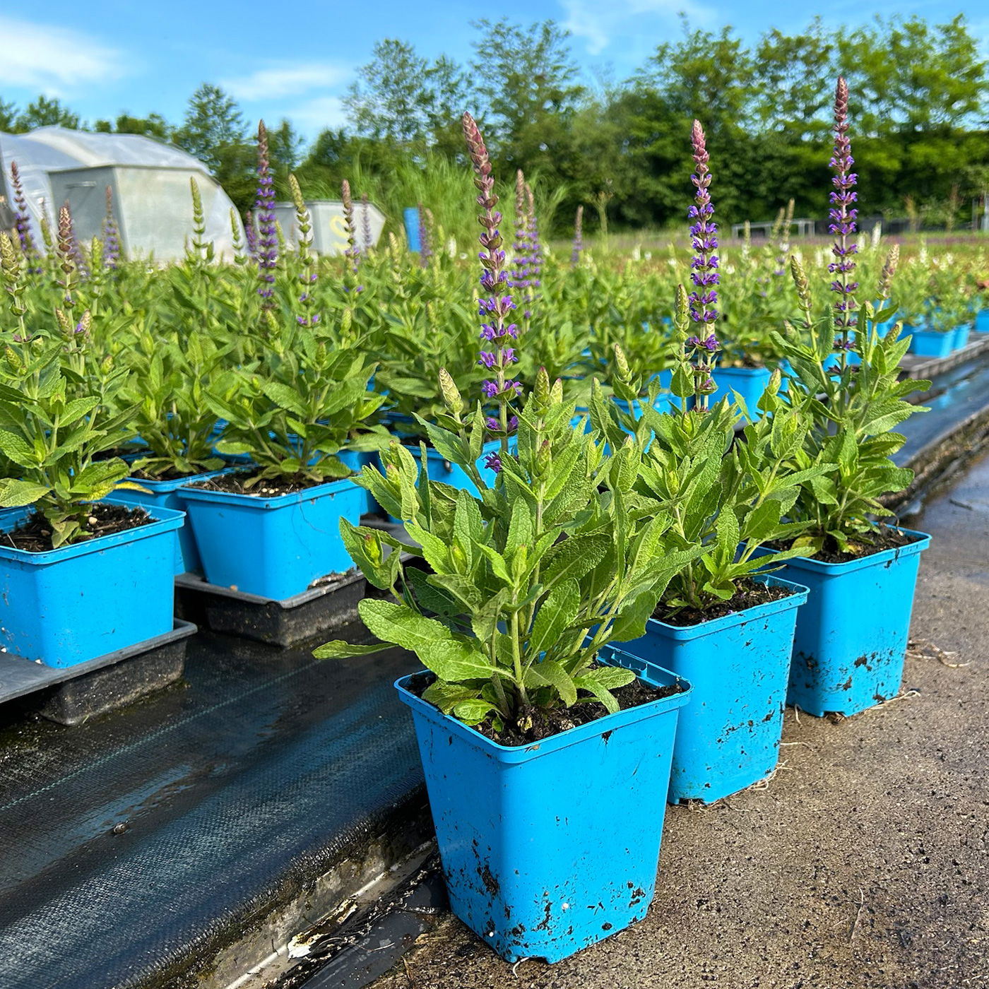 Bio Salvia nemorosa  'Ostfriesland' blau, Topf-Ø 11 cm, 3er-Set