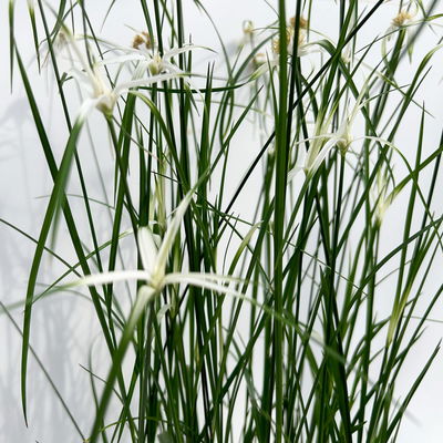 Rhynchospora colorata 'Sternentänzergras', Topf-Ø 17 cm, 2 Pflanzen