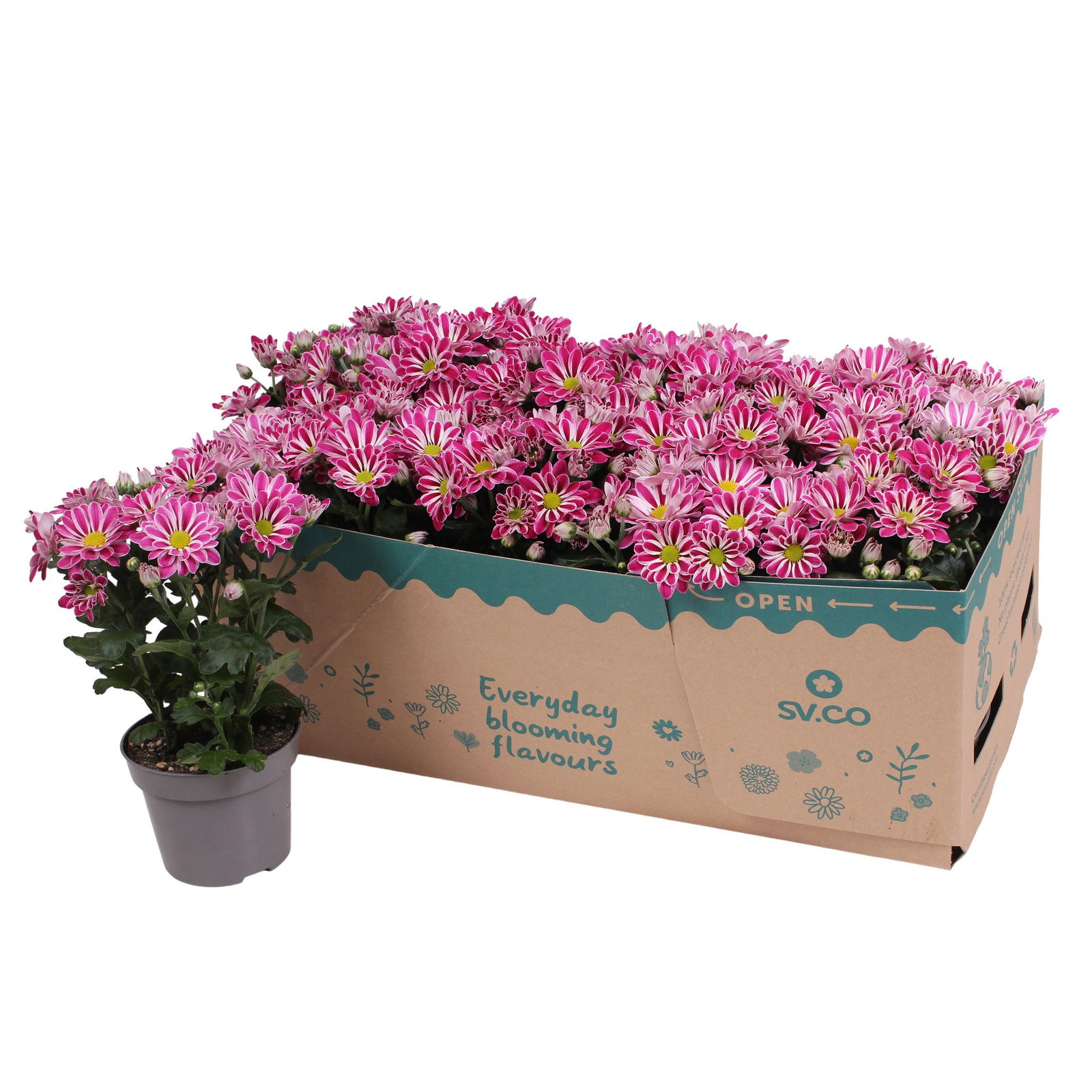 Chrysantheme 'Artistic Armin', lila-weiß, Topf-Ø 12 cm, 6 Pflanzen Chrysantheme 'Artistic Armin', lila-weiß, Topf-Ø 12 cm, 6 Pflanzen