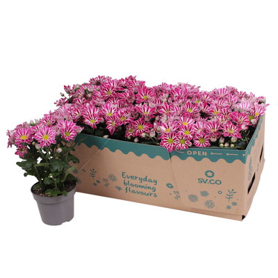 Chrysantheme 'Artistic Armin', lila-weiß, Topf-Ø 12 cm, 6 Pflanzen Chrysantheme 'Artistic Armin', lila-weiß, Topf-Ø 12 cm, 6 Pflanzen