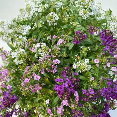 Lobularia 'Trio', Topf-Ø 12 cm, 6er-Set Lobularia 'Trio', Topf-Ø 12 cm, 6er-Set