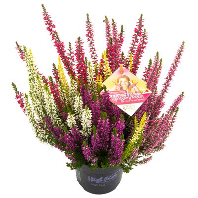 Heide 'High Five®', fünffarbig, Topf-Ø 11 cm, 6 Pflanzen Heide 'High Five®', fünffarbig, Topf-Ø 11 cm, 6 Pflanzen