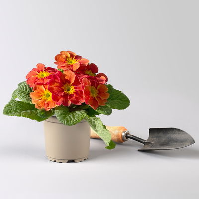 Primel 'Tagetes', gelb-orange-rot, Farben zufällig, Topf-Ø 11 cm, 8 Pflanzen