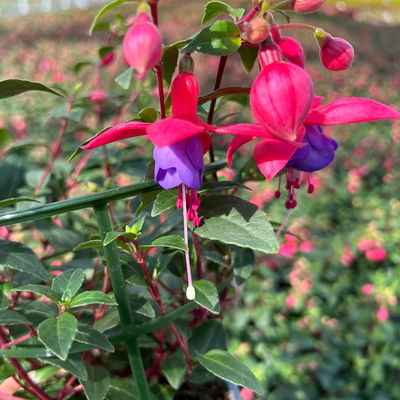 Fuchsien hängend, rot-lila, Topf-Ø 12 cm, 6er-Set Fuchsien hängend, rot-lila, Topf-Ø 12 cm, 6er-Set