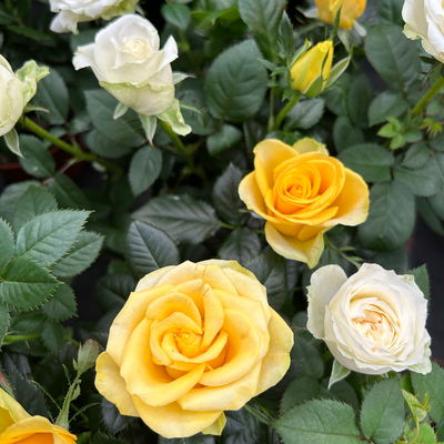 Rose 'Infinity Duo' weiß-gelb, Topf-Ø 14 cm, 2er-Set Rose 'Infinity Duo' weiß-gelb, Topf-Ø 14 cm, 2er-Set