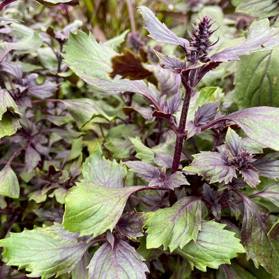 Strauchbasilikum, rosa, Stämmchen, Topf-Ø 19 cm, Höhe ca. 70 cm