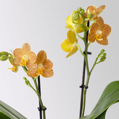 Schmetterlingsorchidee gelb-orange, 2 Rispen, Topf-Ø 12 cm, Höhe ca. 40 cm Schmetterlingsorchidee gelb-orange, 2 Rispen, Topf-Ø 12 cm, Höhe ca. 40 cm