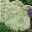 Bio Thymus serphyllum 'Albus' weiß, Topf-Ø 9 cm, 3er-Set