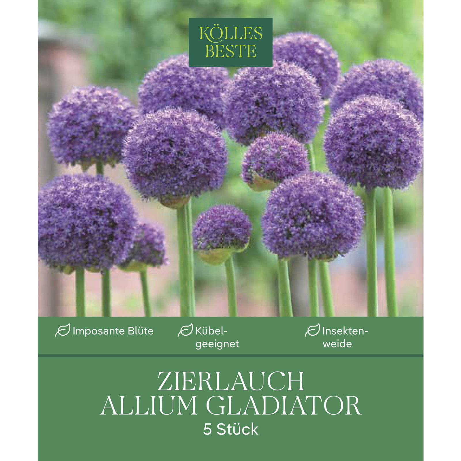 Kölles Beste Allium 'Gladiator' lila, 5 Blumenzwiebeln