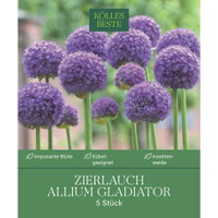 Kölles Beste Allium 'Gladiator' lila, 5 Blumenzwiebeln