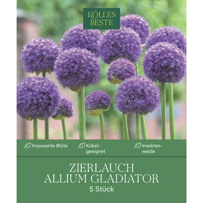 Kölles Beste Allium 'Gladiator' lila, 5 Blumenzwiebeln