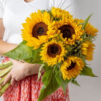 10 Sonnenblumen