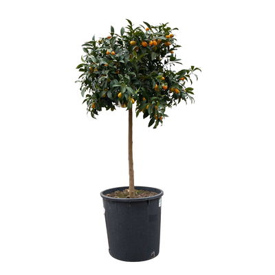 Kumquatbaum, Stamm, Topf-Ø 33 cm, Höhe ca. 160 cm