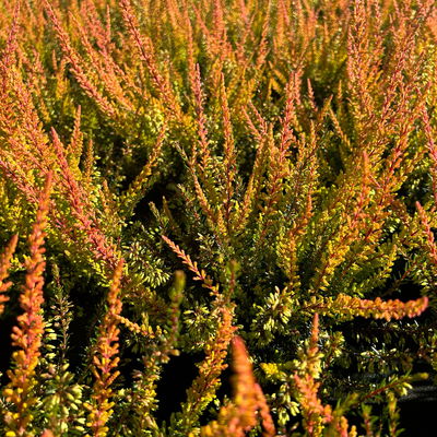 Calluna-Erica Mix 'Tornados®', Topf-Ø 13 cm, 4 Pflanze