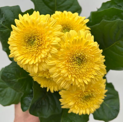 Gerbera, Farbmix zufällig, Topf-Ø 12 cm, 6 Pflanzen