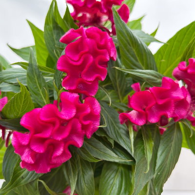 Celosia 'Tasty Twist Mix', Farben zufällig, Topf-Ø 12 cm, 6 Pflanzen Celosia 'Tasty Twist Mix', Farben zufällig, Topf-Ø 12 cm, 6 Pflanzen