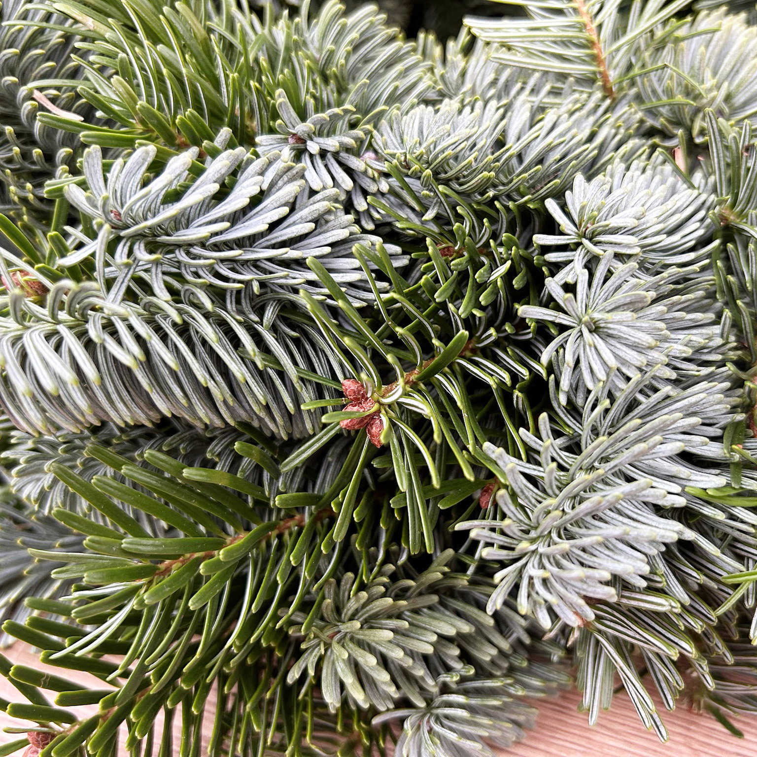Adventskranz, Mixgrün, halbrund gebunden, ca. 30 cm Ø Adventskranz, Mixgrün, halbrund gebunden, ca. 30 cm Ø