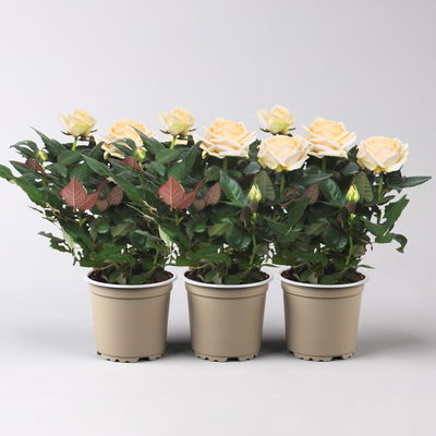 Rose 'Belami Kordana® Grande', creme, Topf-Ø 10,5 cm, 3 Pflanzen