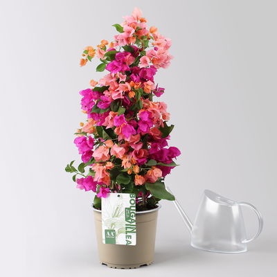 Bougainvillea, Pyramide Duo, Farben zufällig, Topf-Ø 19 cm, Höhe ca. 60-70 cm