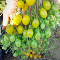 Tomatensamen, Tomate 'Slivowidnij'