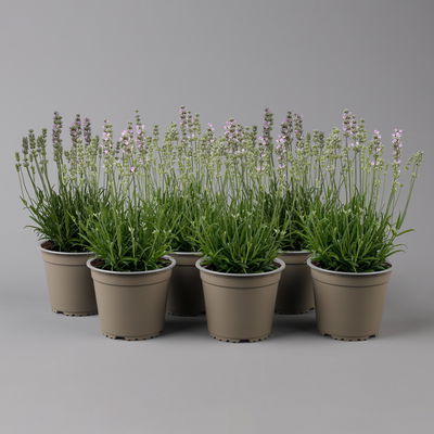 Lavendel rosa, Topf-Ø 13 cm, 6er-Set