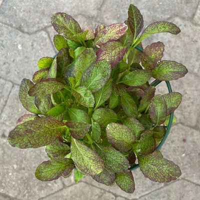 Kölle Bio Asia-Salat 'Garnet Giant', Topf-Ø 12 cm Kölle Bio Asia-Salat 'Garnet Giant', Topf-Ø 12 cm