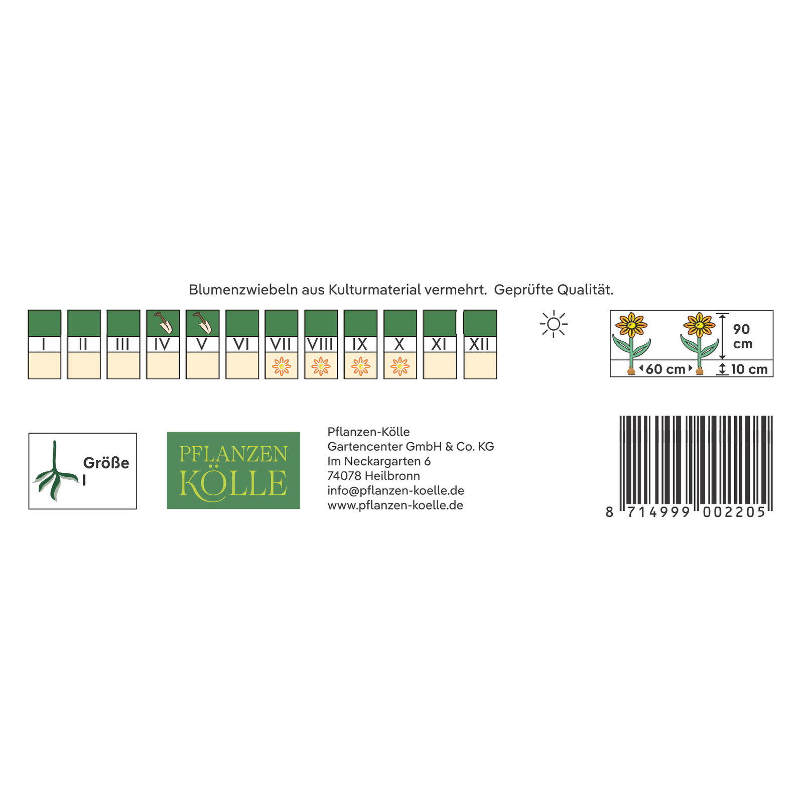 Kölles Beste Pompon-Dahlien 'Natal' dunkelrot, 1 Blumenknolle
