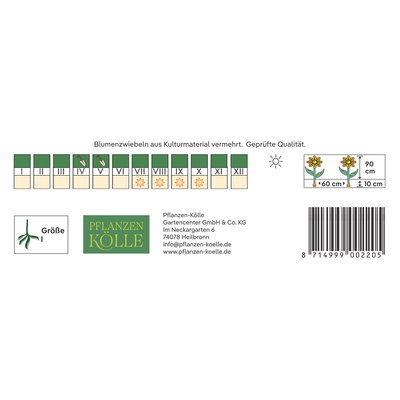 Kölles Beste Pompon-Dahlien 'Natal' dunkelrot, 1 Blumenknolle