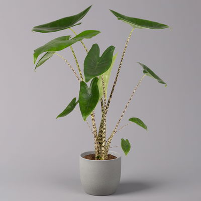 Alocasia 'Zebrina', Topf-Ø 14 cm, Höhe ca. 45 cm