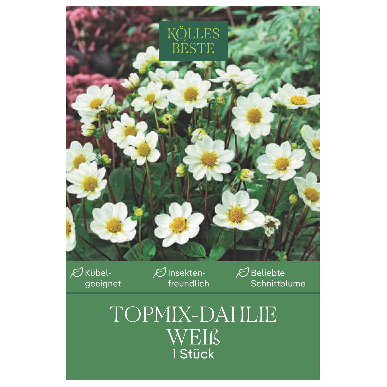 Kölles Beste Topmix-Dahlien 'Bambino' weiß, 1 Blumenknolle