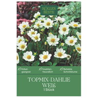 Kölles Beste Topmix-Dahlien 'Bambino' weiß, 1 Blumenknolle
