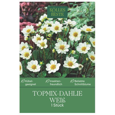 Kölles Beste Topmix-Dahlien 'Bambino' weiß, 1 Blumenknolle