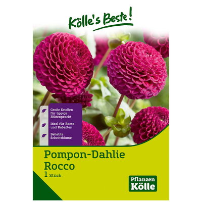 Pompon-Dahlien 'Rocco' lila, 1 Blumenknolle Pompon-Dahlien 'Rocco' lila, 1 Blumenknolle