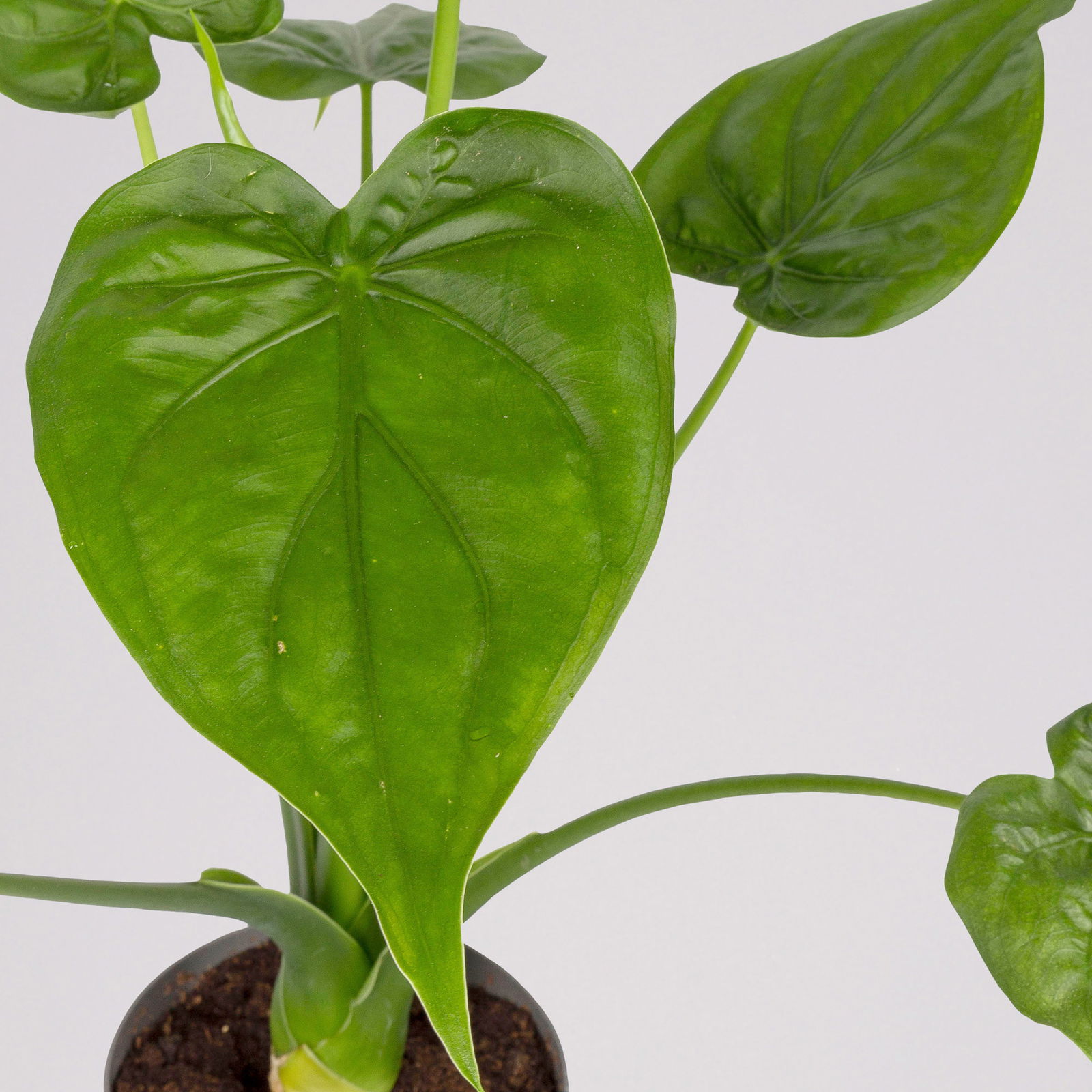 Alocasia 'Cucullata', Topf-Ø 17 cm, Höhe ca. 65 cm, 2 Pflanzen