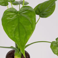 Alocasia 'Cucullata', Topf-Ø 17 cm, Höhe ca. 65 cm, 2 Pflanzen