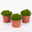 Hebe 'Green Globe', 3er-Set, im 12cm Topf Hebe 'Green Globe', 3er-Set, im 12cm Topf