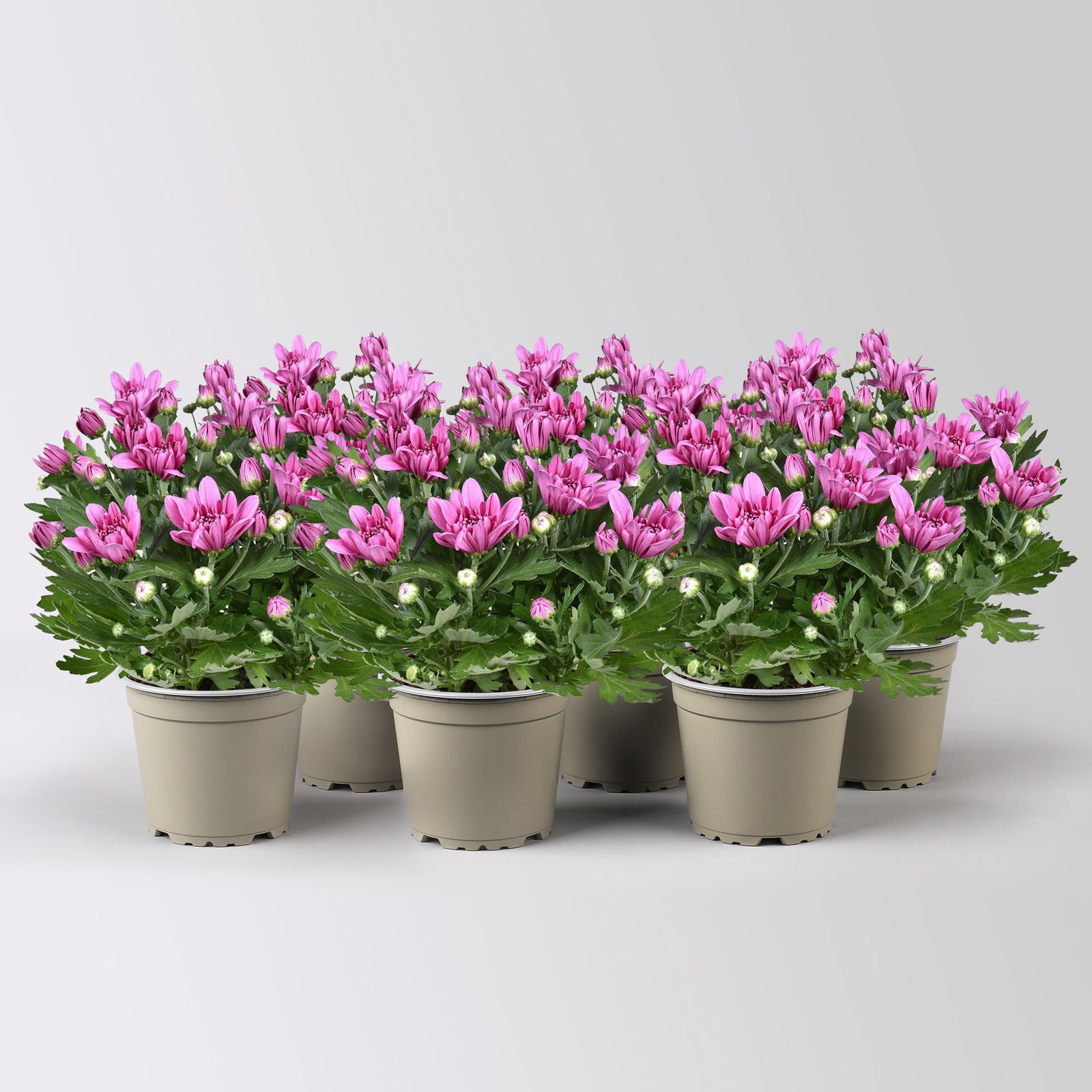 Chrysantheme 'Double', pink, gefüllt, Topf-Ø 12cm, 6 Pflanzen