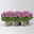 Chrysantheme 'Double', pink, gefüllt, Topf-Ø 12cm, 6 Pflanzen Chrysantheme 'Double', pink, gefüllt, Topf-Ø 12cm, 6 Pflanzen