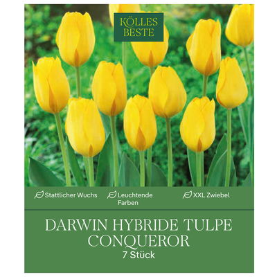 XXL Darwin Hybride-Tulpen 'Conqueror', Gelb, 7 Blumenzwiebeln, Größe 14/+