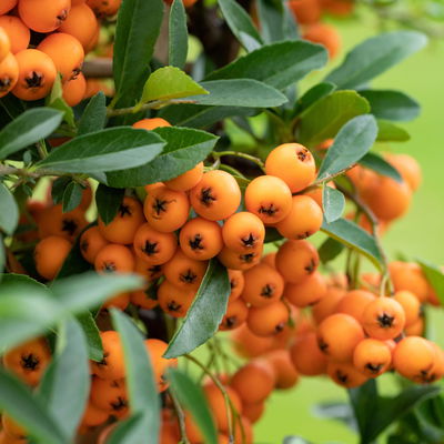 Feuerdorn, Pyracantha 'Orange Glow', ORANGE, 10er-Set, Höhe 40–60 cm, Topf 2 l Feuerdorn, Pyracantha 'Orange Glow', ORANGE, 10er-Set, Höhe 40–60 cm, Topf 2 l