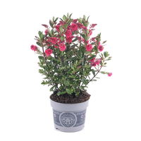 Hebe 'All Blooms®' rot-pink, Topf-Ø 12 cm, 3er-Set